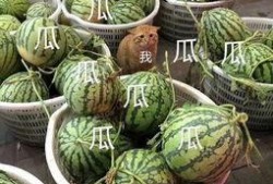 娱乐性的瓜怎么吃