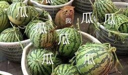 娱乐吃瓜公司有哪些,盘点热门吃瓜公司背后的故事